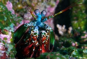 Maldives 2021 - Squille multicolore - Peacock mantis shrimp - Odontodactylus scyllarus - DSC00299_rc